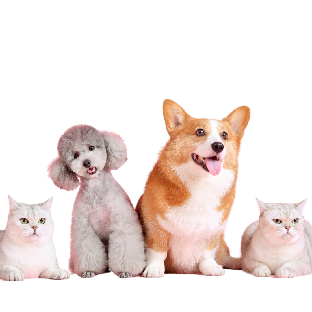 untitled design (19)