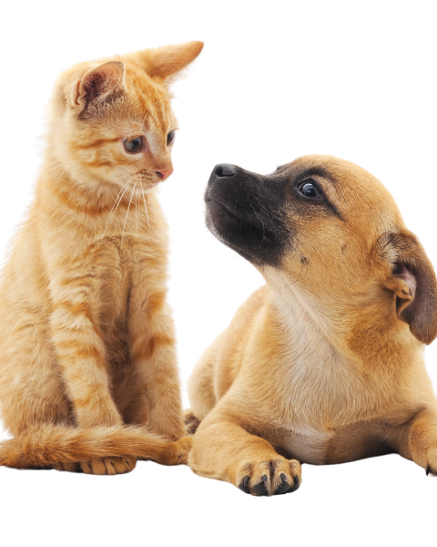 untitled design (22)